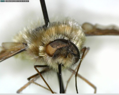 iNaturalist observation photo of Greater Bee Fly