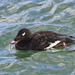 White-winged Scoter - Photo (c) Bill Bouton, some rights reserved (CC BY-NC-ND)