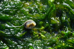 Siphonaria lessonii