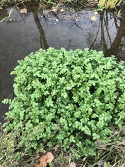 Nasturtium officinale