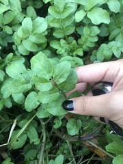 Nasturtium officinale