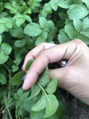 Nasturtium officinale