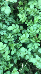 Nasturtium officinale