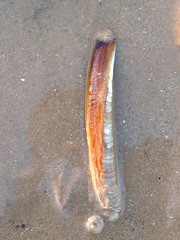 Ensis