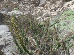 Ophryosporus triangularis