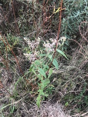 Eupatorium perfoliatum