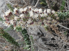 Ophryosporus triangularis