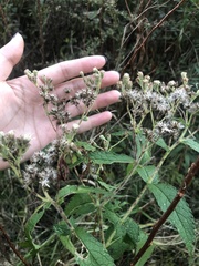 Eupatorium perfoliatum
