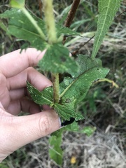 Eupatorium perfoliatum