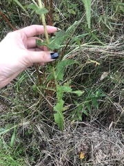 Eupatorium perfoliatum