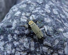 Chauliognathus misellus