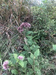 Eutrochium maculatum