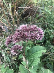 Eutrochium maculatum