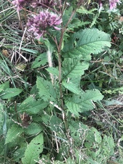 Eutrochium maculatum