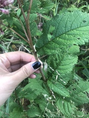 Eutrochium maculatum