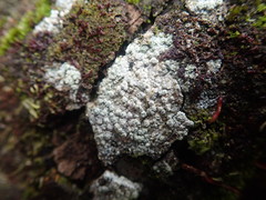 Pertusaria puffina