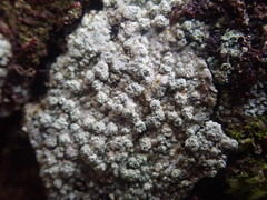 Pertusaria puffina