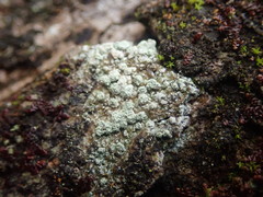 Pertusaria puffina