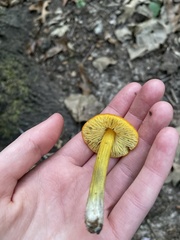 Hygrocybe