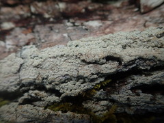 Pertusaria puffina
