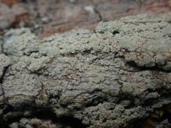 Pertusaria puffina