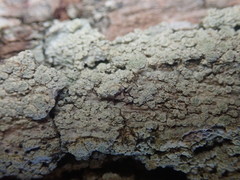 Pertusaria puffina