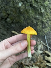 Hygrocybe