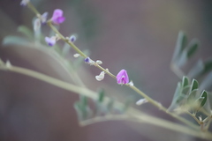 Tephrosia remotiflora