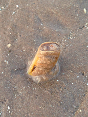 Ensis