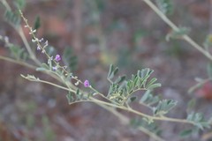 Tephrosia remotiflora