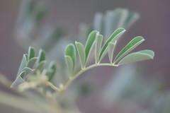 Tephrosia remotiflora