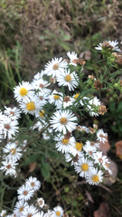Symphyotrichum pilosum