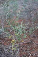 Tephrosia remotiflora