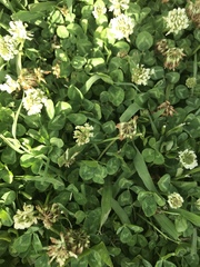 Trifolium repens