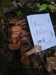 Cortinarius mattiae