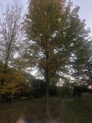 Acer saccharum