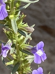 Stemodia florulenta