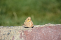 Pseudochazara pelopea