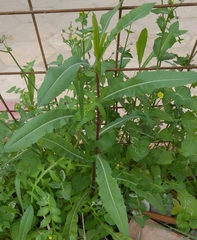 Sonchus tenerrimus