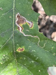 Phyllocnistis vitifoliella