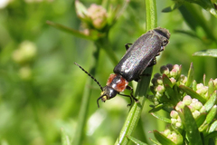 Polemius denticornis