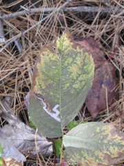 Phytomyza aralivora
