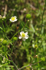 Ranunculus apiifolius