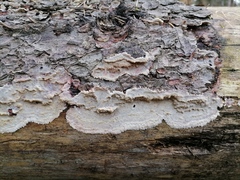 Phlebia centrifuga