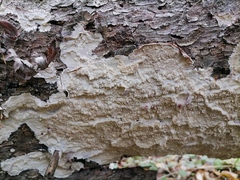 Phlebia centrifuga