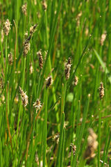 Eleocharis elegans