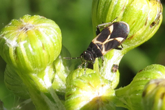 Ochrimnus cinctipennis