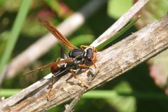 Polistes billardieri