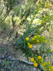 Calceolaria thyrsiflora