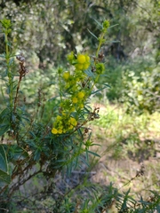 Calceolaria thyrsiflora
